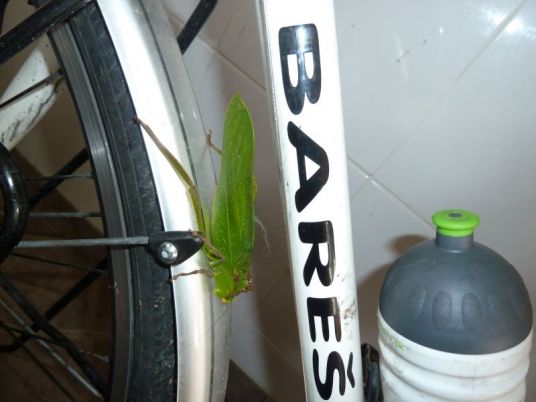 11 Bareš