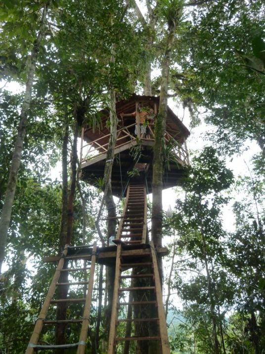 31 Treehouse